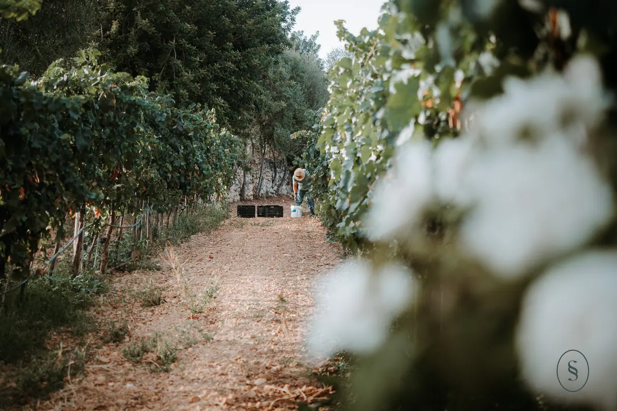Grape harvest in the Finca Es Cabàs vineyard, with crates on the path