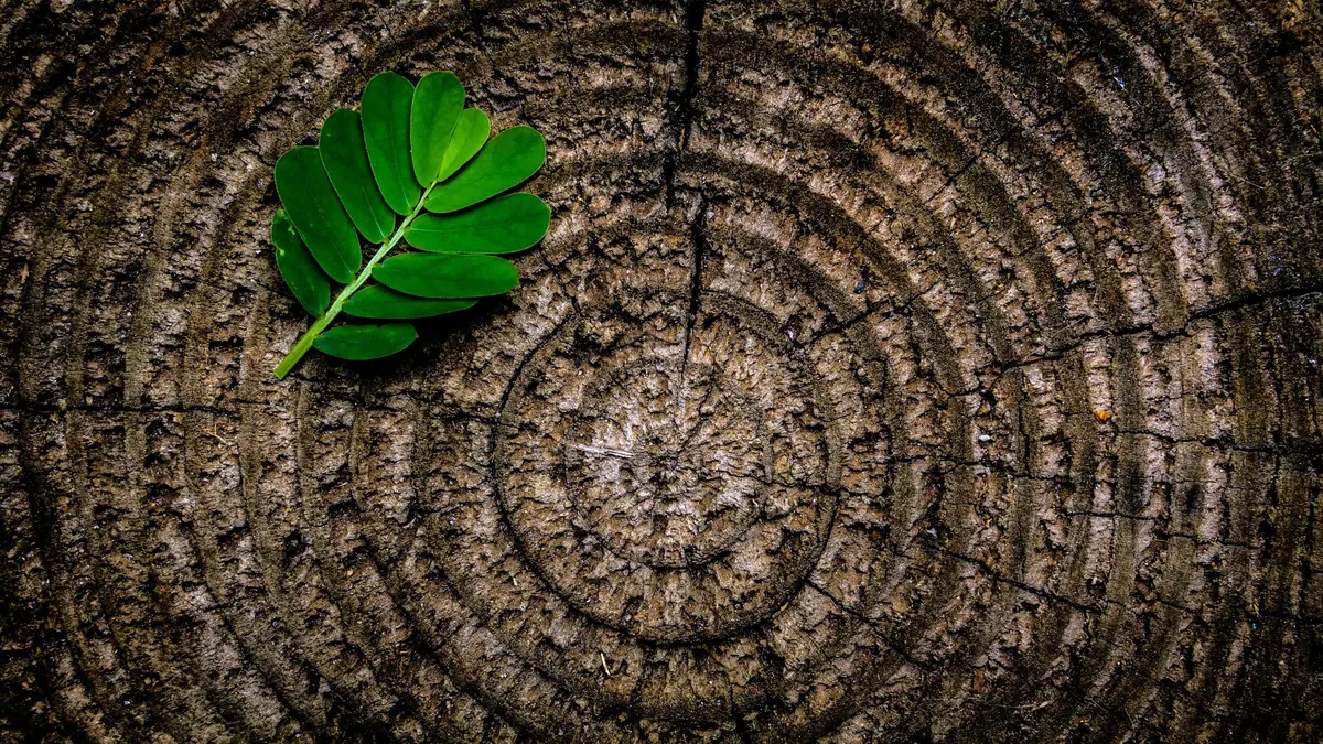 Green leaf resting on the rings of a cut tree trunk